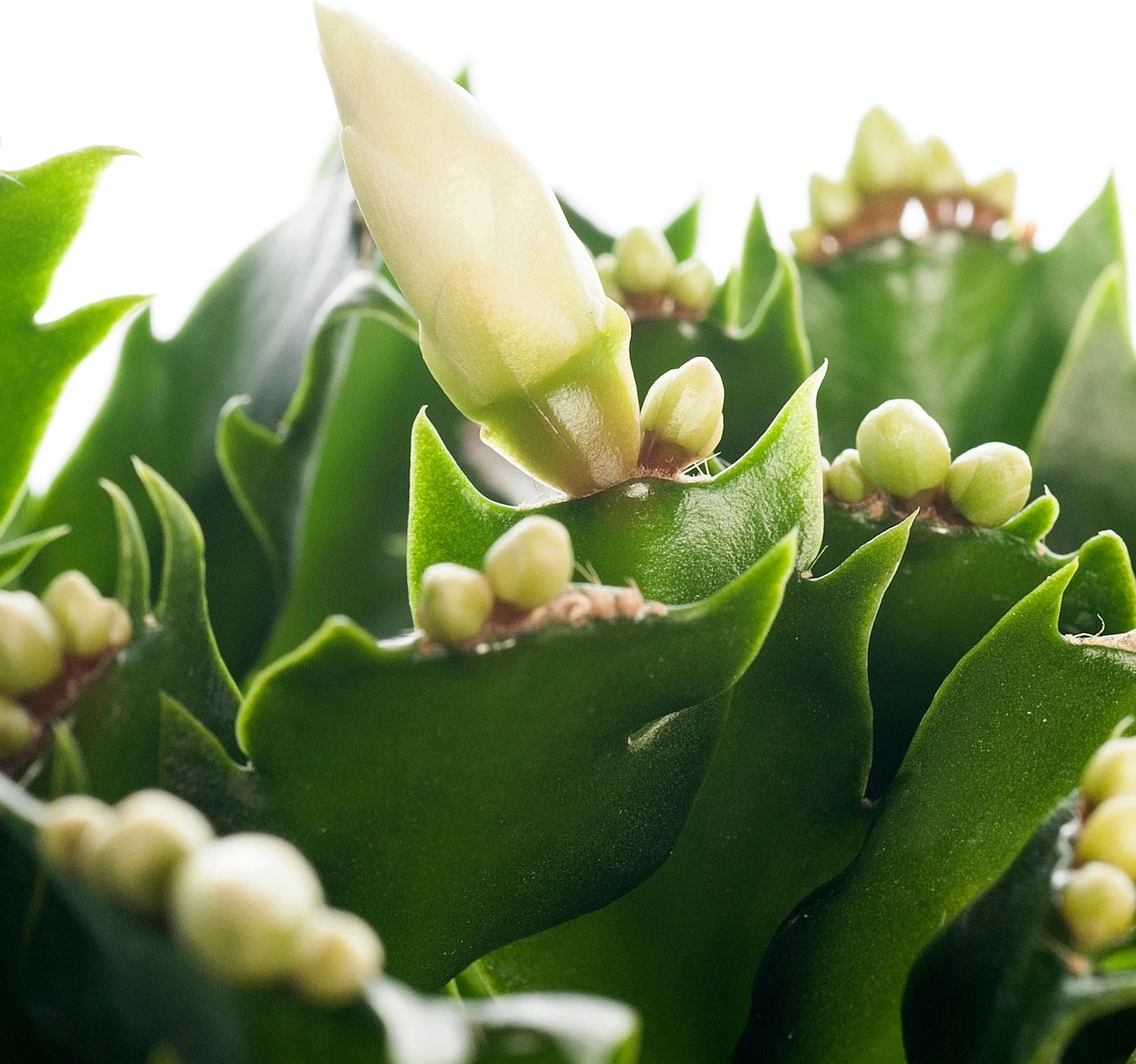 Lidcactus (Schlumbergera) Wit D 13 H 35 Cm 4 Lidcactus (Schlumbergera) Wit D 13 H 35 Cm - Afbeelding 2