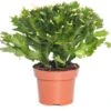 Lidcactus (Schlumbergera) Wit D 13 H 35 Cm -Groene Tuin Winkel 8717263114253 2 1