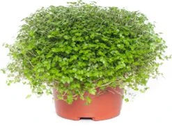 Slaapkamergeluk (Soleirolia Soleirolii) D 13 H 15 Cm