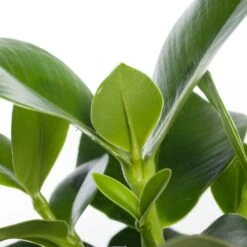 Clusia (Clusia Rosea 'Princess') D 12 H 35 Cm -Groene Tuin Winkel 8717263114369 1