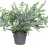 Blauwvaren (Phlebodium Aureum 'Blue Star') D 19 H 55 Cm -Groene Tuin Winkel 8717263114598