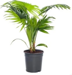 Waaierpalm (Livistona Rotundifolia) D 17 H 60 Cm