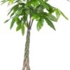 Geldboom (Pachira Aquatica) D 35 H 190 Cm -Groene Tuin Winkel 8717263114864
