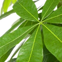 Geldboom (Pachira Aquatica) D 35 H 190 Cm -Groene Tuin Winkel 8717263114864 2 1