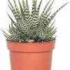 Haworthia (Haworthia Fasciata 'Big Band') D 10,5 H 17 Cm -Groene Tuin Winkel 8717263115083 1