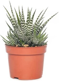 Haworthia (Haworthia Fasciata 'Big Band') D 10,5 H 17 Cm