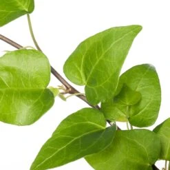 Klimop (Hedera Helix 'Mein Herz') D 13 H 25 Cm -Groene Tuin Winkel 8717263115168 1 1