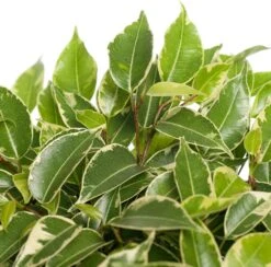 Treurvijg (Ficus Benjamina 'Kinky') D 12 H 25 Cm 5 Treurvijg (Ficus Benjamina 'Kinky') D 12 H 25 Cm -Groene Tuin Winkel 8717263115373 1 1