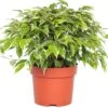 Treurvijg (Ficus Benjamina 'Kinky') D 12 H 25 Cm -Groene Tuin Winkel 8717263115373 3