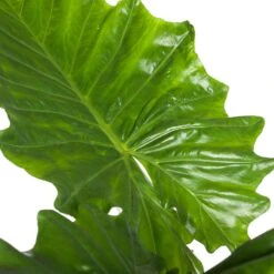Olifantsoor (Alocasia 'Portodora') D 35 H 120 Cm 7 Olifantsoor (Alocasia 'Portodora') D 35 H 120 Cm -Groene Tuin Winkel 8717263115595 2