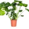 Gatenplant (Monstera Delicosa) D 21 H 75 Cm -Groene Tuin Winkel 8717263115663 2