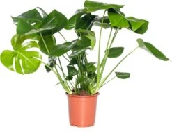 Gatenplant (Monstera Delicosa) D 21 H 75 Cm