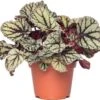 Bladbegonia (Begonia Rex (MC) 'Fedor') D 13 H 20 Cm -Groene Tuin Winkel 8717263115809 1