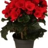 Begonia (Begonia Elatior 'Baladin') D 14 H 30 Cm 1 Begonia (Begonia Elatior 'Baladin') D 14 H 30 Cm -Groene Tuin Winkel 8717263115946 3 1