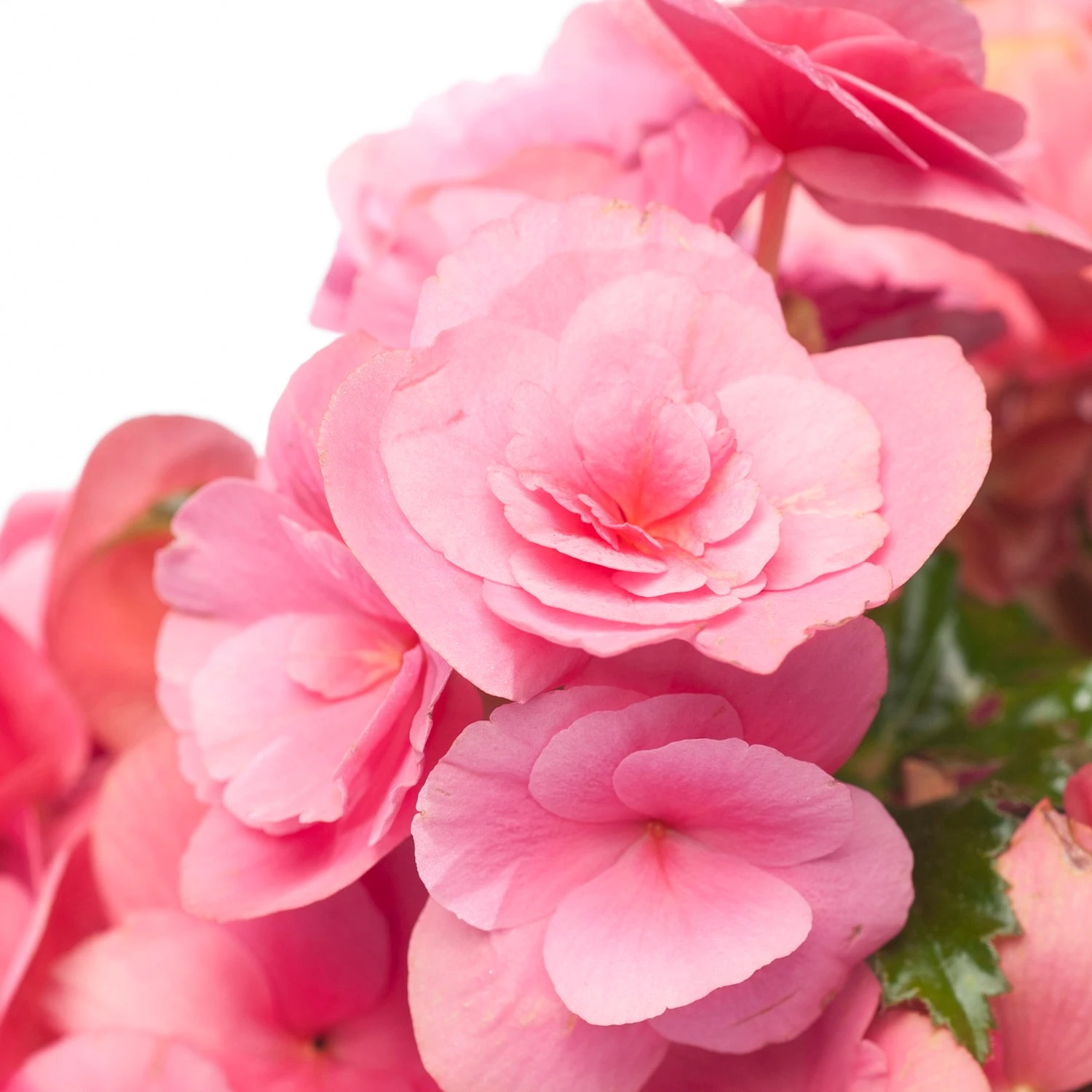 Begonia (Begonia Elatior 'Berseba') D 14 H 30 Cm 4 Begonia (Begonia Elatior 'Berseba') D 14 H 30 Cm - Afbeelding 2