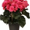Begonia (Begonia Elatior 'Berseba') D 14 H 30 Cm -Groene Tuin Winkel 8717263115960 3 1
