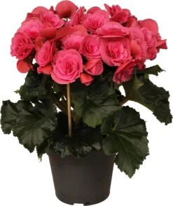Begonia (Begonia Elatior 'Berseba') D 14 H 30 Cm
