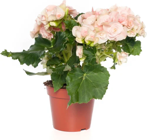 Begonia (Begonia Elatior 'Bodinia Light') D 14 H 30 Cm