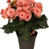 Begonia (Begonia Elatior 'Borias') D 14 H 30 Cm 2 Begonia (Begonia Elatior 'Borias') D 14 H 30 Cm -Groene Tuin Winkel 8717263116066 3 1