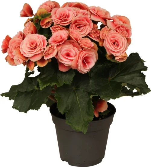 Begonia (Begonia Elatior 'Borias') D 14 H 30 Cm