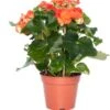 Begonia (Begonia Elatior 'Reina') D 14 H 30 Cm 1 Begonia (Begonia Elatior 'Reina') D 14 H 30 Cm -Groene Tuin Winkel 8717263116073 2 3 1
