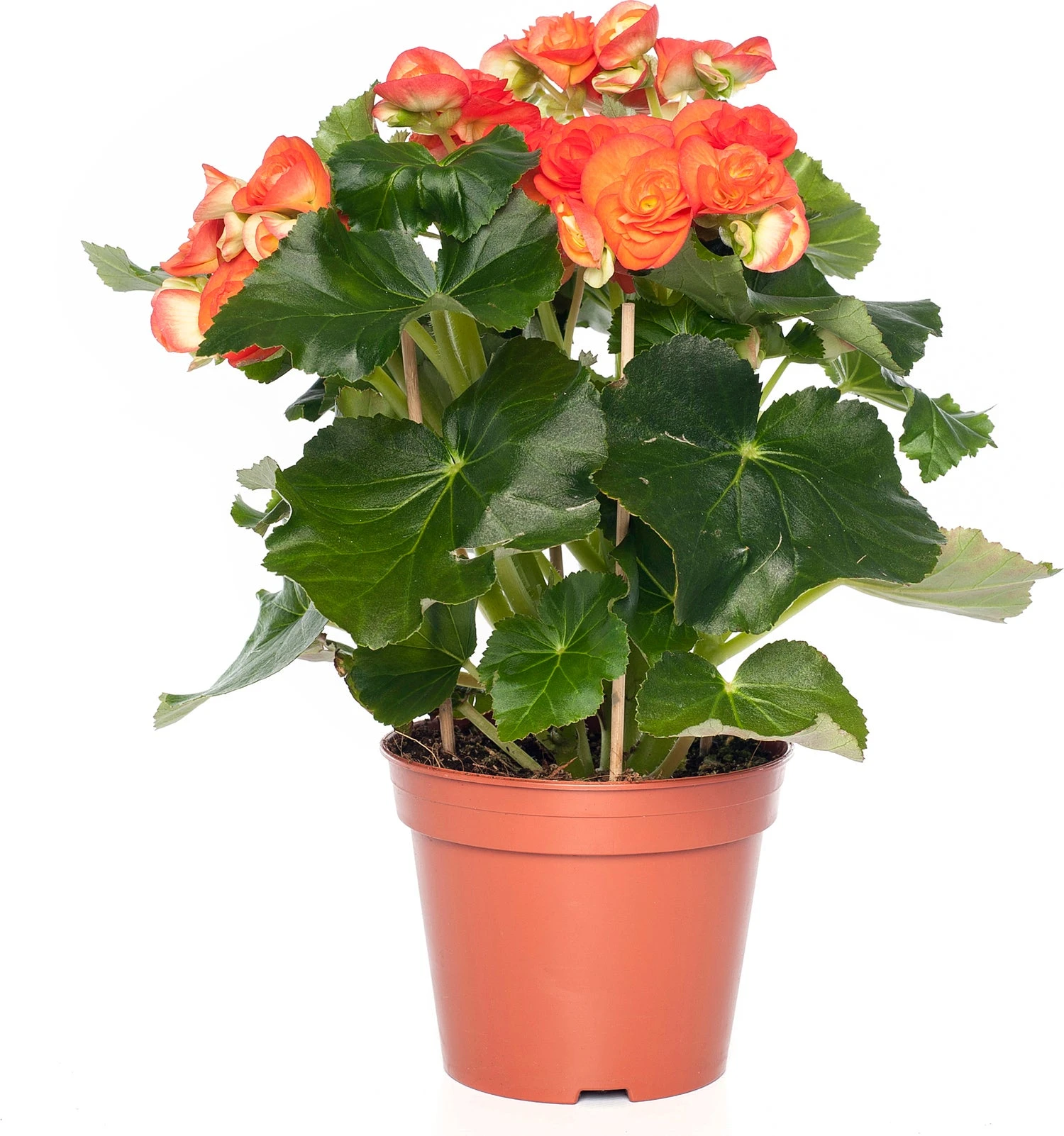 Begonia (Begonia Elatior 'Reina') D 14 H 30 Cm 3 Begonia (Begonia Elatior 'Reina') D 14 H 30 Cm