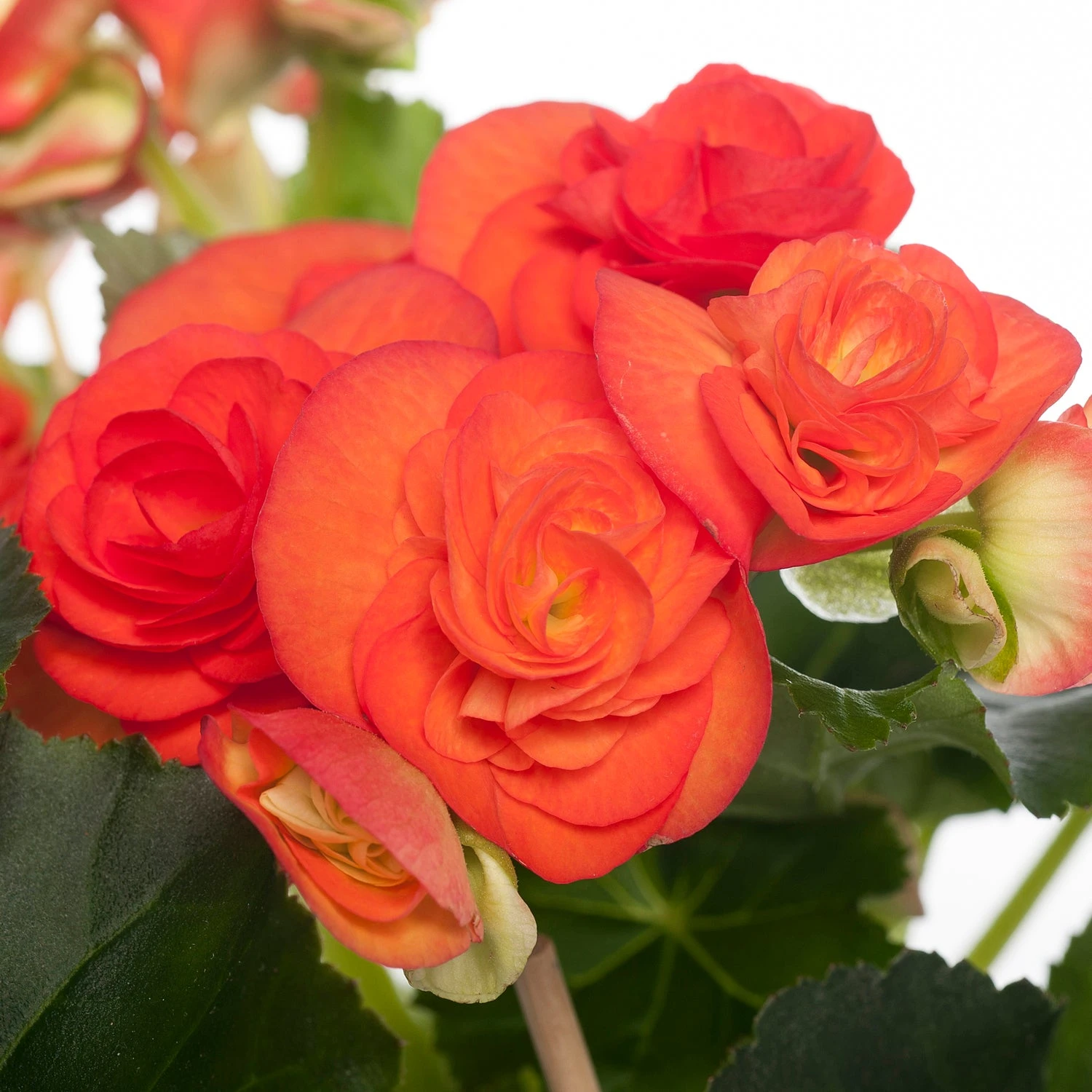 Begonia (Begonia Elatior 'Reina') D 14 H 30 Cm 4 Begonia (Begonia Elatior 'Reina') D 14 H 30 Cm - Afbeelding 2