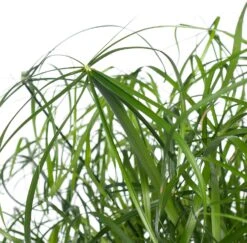 Parapluplant (Cyperus Alternifolius) D 21 H 80 Cm -Groene Tuin Winkel 8717263116516 2 3