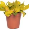 Mozaïekplant (Fittonia 'Skeleton') D 12 H 15 Cm 1 Mozaïekplant (Fittonia 'Skeleton') D 12 H 15 Cm -Groene Tuin Winkel 8717263116813 3 1