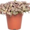 Mozaïekplant (Fittonia Mosaic 'Pink Forest Flame') D 12 H 15 Cm -Groene Tuin Winkel 8717263116820 3 1