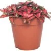 Mozaïekplant (Fittonia Verschaffeltii 'Forest Flame') D 12 H 15 Cm -Groene Tuin Winkel 8717263116837 3 1