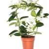 Bruidsbloem Boog (Stephanotis Floribunda) D 12 H 45 Cm 1 Bruidsbloem Boog (Stephanotis Floribunda) D 12 H 45 Cm -Groene Tuin Winkel 8717263116875 1