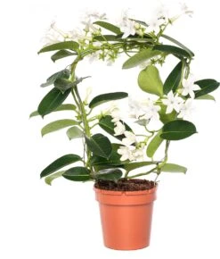 Bruidsbloem Boog (Stephanotis Floribunda) D 12 H 45 Cm
