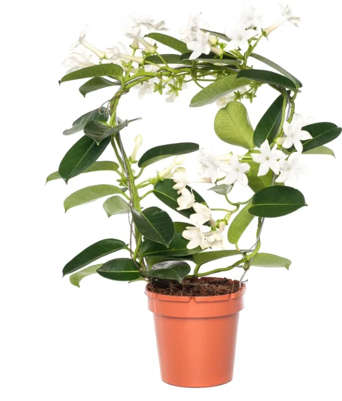 Bruidsbloem Boog (Stephanotis Floribunda) D 12 H 45 Cm