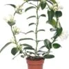 Bruidsbloem (Stephanotis Floribunda) D 12 H 55 Cm -Groene Tuin Winkel 8717263116882 1
