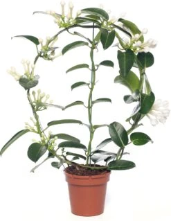 Bruidsbloem (Stephanotis Floribunda) D 12 H 55 Cm
