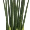 Vrouwentong (Sansevieria Bacularis 'Mikado') D 10 H 30 Cm -Groene Tuin Winkel 8717263118657 1 1