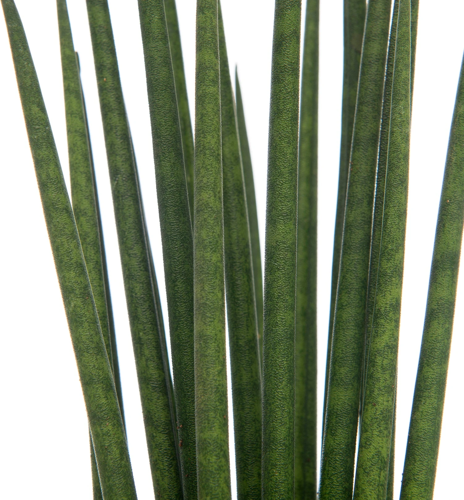 Vrouwentong (Sansevieria Bacularis 'Mikado') D 10 H 30 Cm 4 Vrouwentong (Sansevieria Bacularis 'Mikado') D 10 H 30 Cm - Afbeelding 2