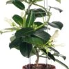 Bruidsbloem (Stephanotis Floribunda) D 12 H 45 Cm