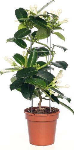 Bruidsbloem (Stephanotis Floribunda) D 12 H 45 Cm