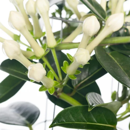Bruidsbloem (Stephanotis Floribunda) D 12 H 45 Cm -Groene Tuin Winkel 8717263119043 1 2