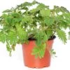 Kruidje Roer Me Niet (Mimosa Pudica) D 9 H 13 Cm -Groene Tuin Winkel 8717263119142 2 1