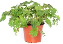 Kruidje Roer Me Niet (Mimosa Pudica) D 9 H 13 Cm