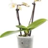 Vlinderorchidee (Phalaenopsis 'Little Lady') D 6 H 18 Cm -Groene Tuin Winkel 8717263119661 1 1