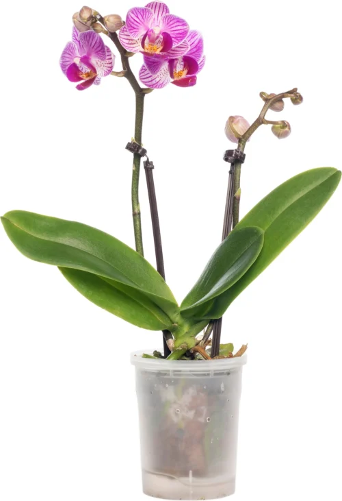 Vlinderorchidee (Phalaenopsis 'Little Lady') D 6 H 18 Cm -Groene Tuin Winkel 8717263119661 2