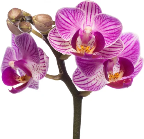 Vlinderorchidee (Phalaenopsis 'Little Lady') D 6 H 18 Cm -Groene Tuin Winkel 8717263119661 3
