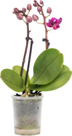 Vlinderorchidee (Phalaenopsis 'Little Lady') D 6 H 18 Cm -Groene Tuin Winkel 8717263119661 4