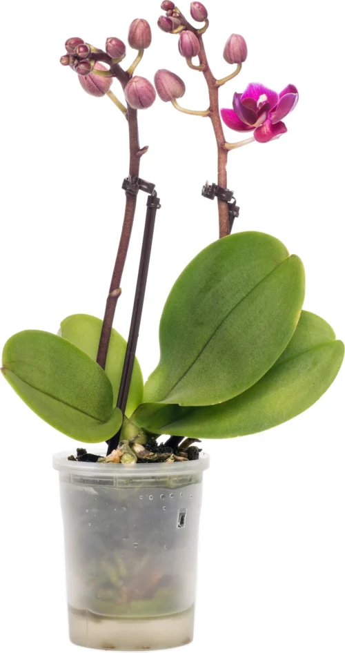 Vlinderorchidee (Phalaenopsis 'Little Lady') D 6 H 18 Cm -Groene Tuin Winkel 8717263119661 4 scaled