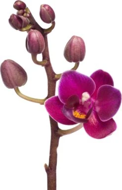Vlinderorchidee (Phalaenopsis 'Little Lady') D 6 H 18 Cm -Groene Tuin Winkel 8717263119661 5