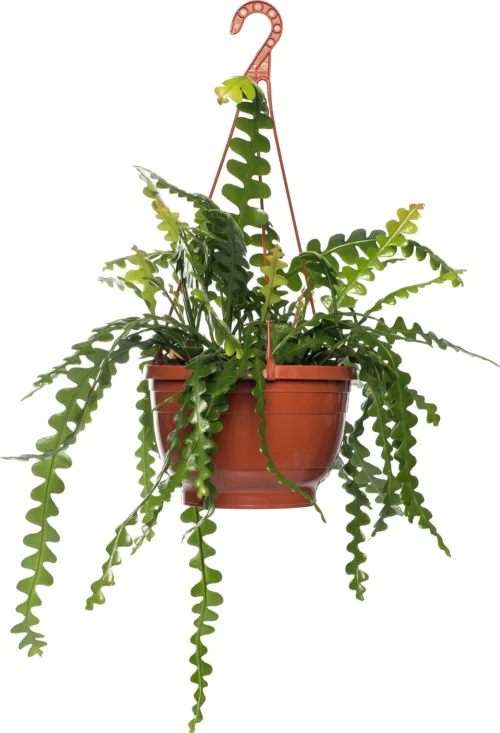 Zaagcactus (Epiphyllum Anguliger) D 14 H 30 Cm